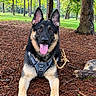 Koda a rejoint le concours — aidez-le/la à gagner de superbes lots ! dog, german_shepherd, canine, pet, park, outdoors, forest, trees, grass, pine_needles, harness, leash, sitting, panting, tongue, upright_ears, black_and_tan, front_view, animal_portrait, daylight