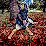 Koda participe au concours pour gagner de l'argent avec cette photo : dog, german_shepherd, canine, pet, animal, sitting, tongue_out, pointed_ears, black_and_tan, harness, outdoor, park, autumn, fall_leaves, trees, grass, nature, portrait, playful, happy