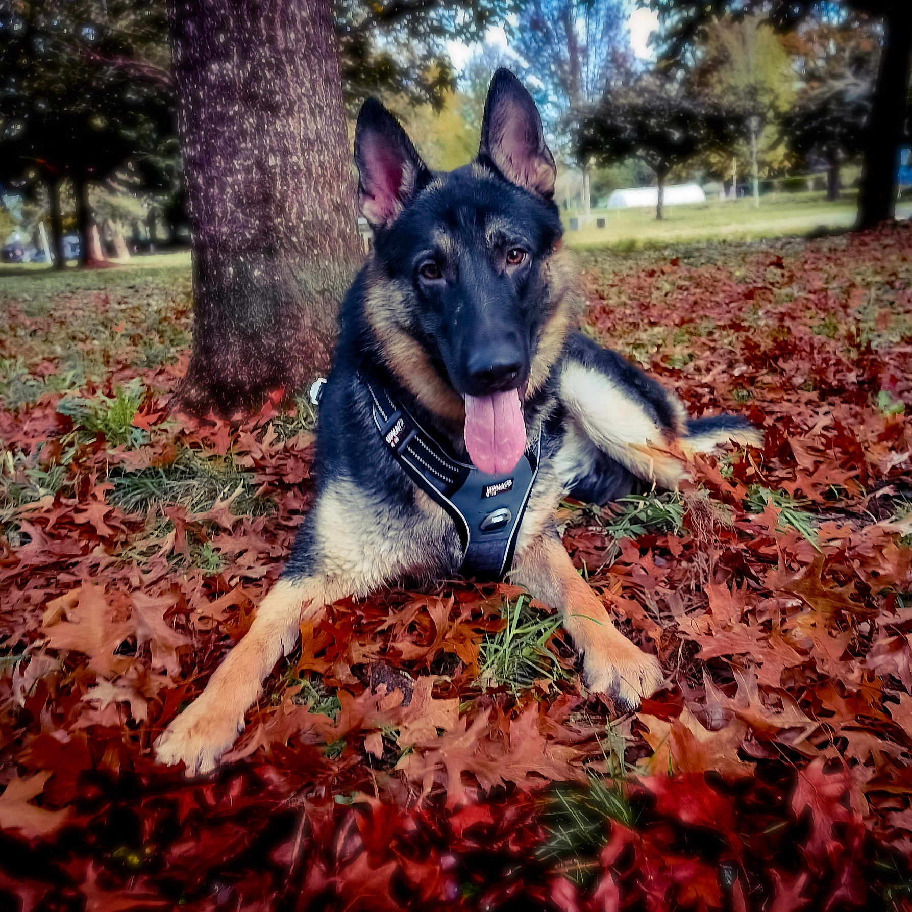 Koda participe au concours pour gagner de l'argent avec cette photo : dog, german_shepherd, canine, pet, animal, sitting, tongue_out, pointed_ears, black_and_tan, harness, outdoor, park, autumn, fall_leaves, trees, grass, nature, portrait, playful, happy