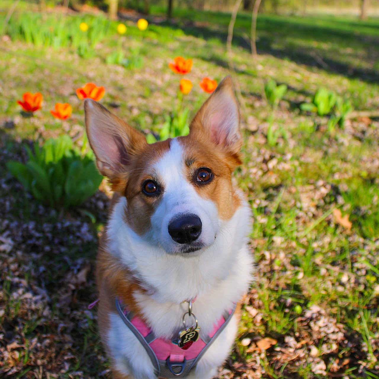 Sunny is registered to the contest to win money with this photo: accessories, animal, canine, dog, field, flower, grass, grassland, grove, land, nature, outdoors, pet, petal, plant, puppy, strap, tree, vegetation, woodland