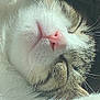 cat, sleeping, close_up, whiskers, pink_nose, soft_light, cozy, relaxed, fur, paw, animal, pet, indoor, resting, cute, feline, peaceful, tabby, white_fur, serene