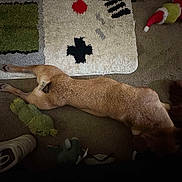 Stitch is registered to the contest to win money with this photo: dog, carpet, rug, toy, plush_toy, shoe, brown_dog, floor, indoor, relaxed, animal, pet, laying_down, stuffed_animal, home, cozy, quiet, resting, casual, domestic