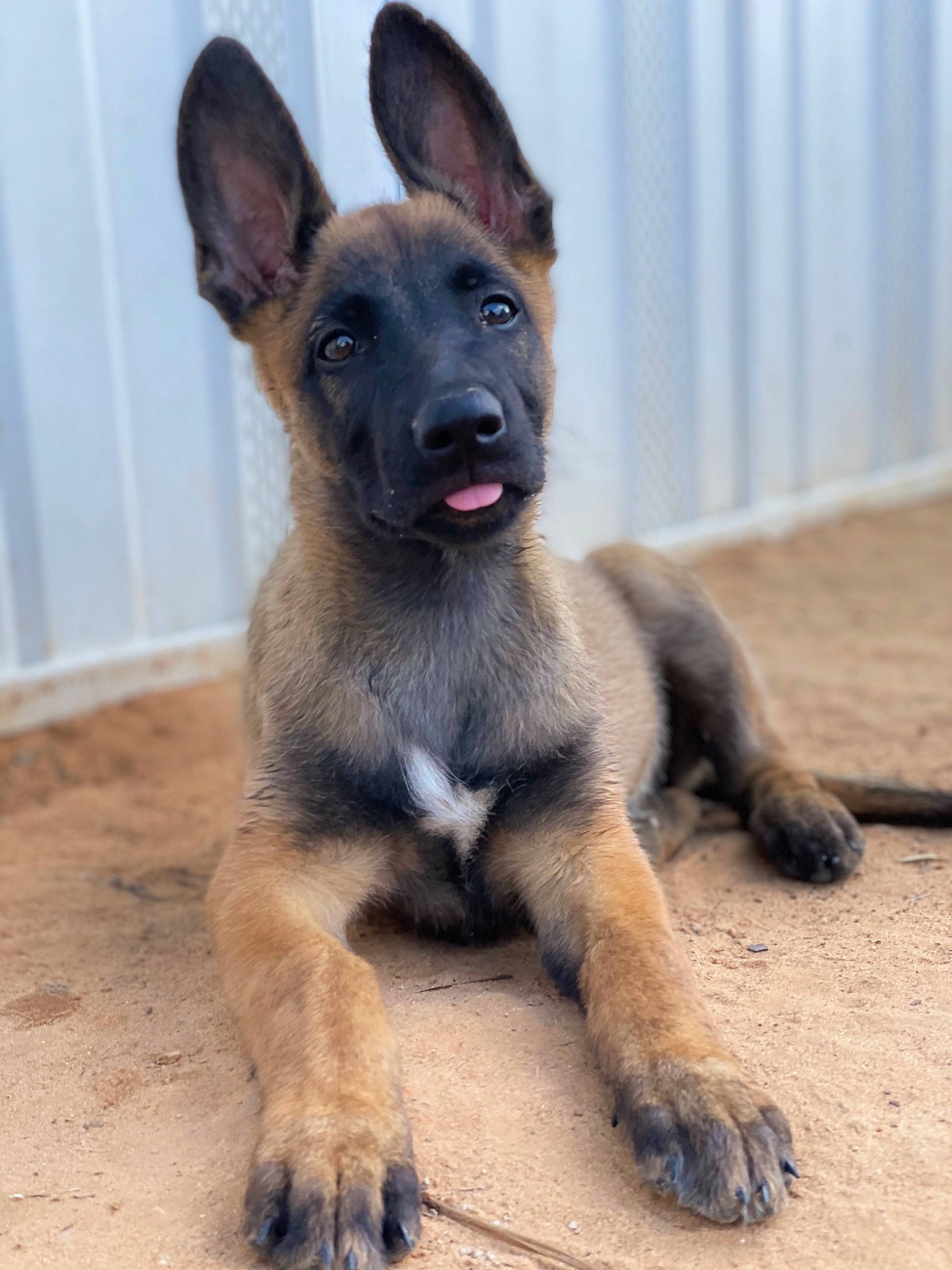 Zara is registered to the contest to win money with this photo: canidae, carnivore, companion_dog, dog, dog_breed, dog_supply, east_european_shepherd, fawn, german_shepherd_dog, old_german_shepherd_dog, paw, snout, sporting_group, street_dog, tail, terrestrial_animal, whiskers, working_dog