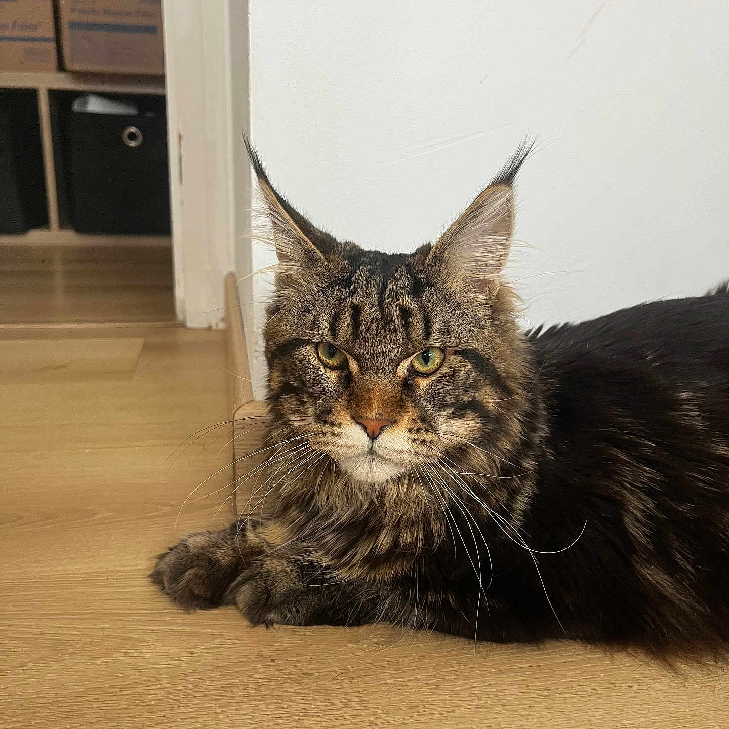 Simba