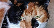 Cissane participe au concours pour gagner de l'argent avec cette photo : animal, black_fur, calico_cat, cat, closeup, ears, face, feline, fur, grumpy, indoor, muzzle, orange_fur, paw, pet, portrait, resting, sleepy, whiskers, white_fur