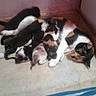 Cissane participe au concours pour gagner de l'argent avec cette photo : animal, black_and_white, blanket, calico, cat, corner, cute, domestic, family, feline, fur, indoor, kitten, mother_cat, multicolor, nursing, pet, resting, sleeping, young