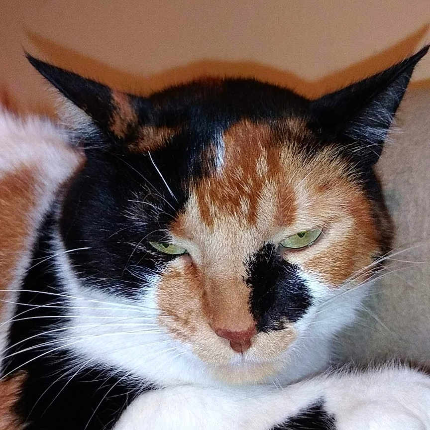Cissane a rejoint le concours — aidez-le/la à gagner de superbes lots ! animal, calico_cat, cat, closeup, cute, domestic_cat, ears, face, feline, fur, house_pet, indoor, mammal, paw, pet, portrait, relaxed, resting, sleepy, whiskers