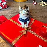 Pumpkin joined the competition — help win amazing prizes! cat, feline, pet, gift, present, red_wrapping, gold_ribbon, bow, hardwood_floor, sweater, christmas, holiday, indoor, paws, green_eyes, curious, portrait, sitting, sticker_tag, yellow_ottoman