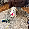 Koda is registered to the contest to win money with this photo: animal, attention, brown_chair, carpet, cute, dog, fluffy, fur, home, household, indoor, leather_chair, pet, rope_toy, rug, sitting, small_dog, tag, toy, wooden_floor