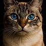 alert, animal, black_background, blue_eyes, cat, close_up, cute, detailed, domestic_cat, ears, face, feline, focused, fur, mammal, nose, pet, portrait, sharp, whiskers