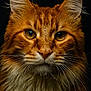 alert, amber_eyes, animal, black_background, cat, close_up, curious, cute, feline, fur, headshot, mammal, orange_tabby, pet, portrait, soft_lighting, studio_photo, water_droplets, wet_fur, whiskers