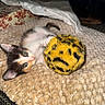 kitten, cat, toy, fuzzy_ball, green_eyes, playing, lying_down, close_up, indoor, textured_mat, cozy, small_animal, pet, fur, whiskers, claw, home, domestic_animal, cute, curious