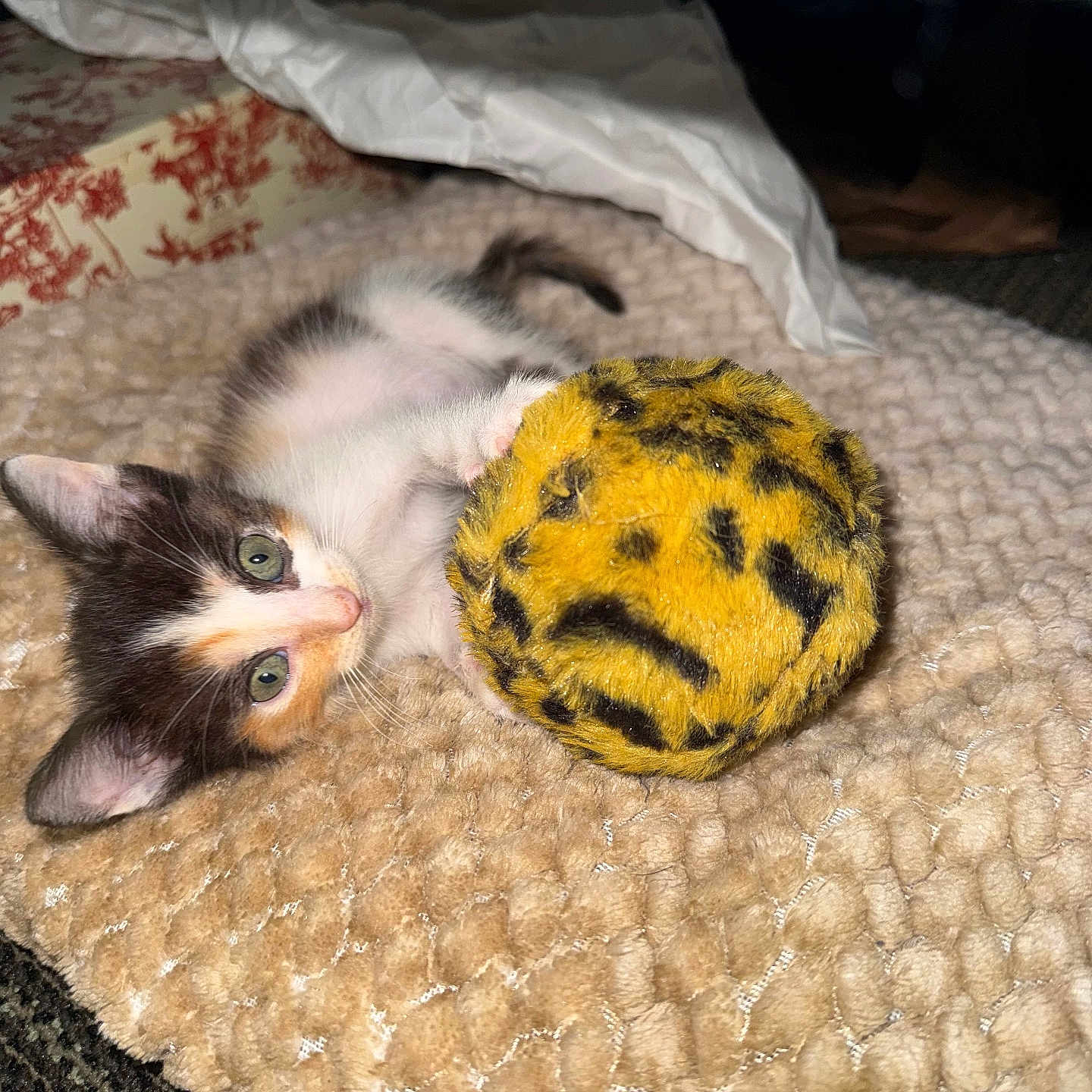 Duck is registered to the contest to win money with this photo: kitten, cat, toy, fuzzy_ball, green_eyes, playing, lying_down, close_up, indoor, textured_mat, cozy, small_animal, pet, fur, whiskers, claw, home, domestic_animal, cute, curious