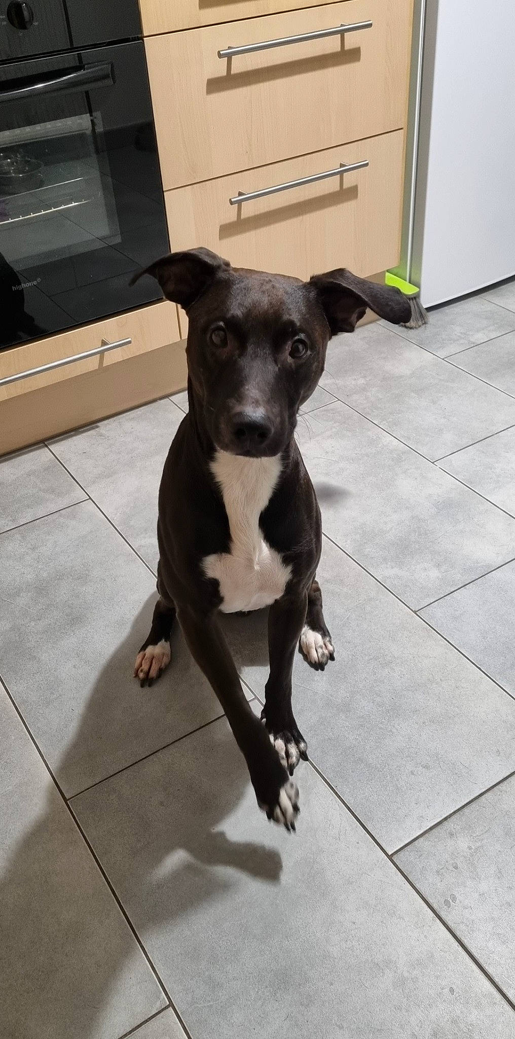 Zayron participe au concours pour gagner de l'argent avec cette photo : borador, canidae, carnivore, collar, companion_dog, dog, dog_breed, eye, fawn, flooring, fur, home_appliance, picture_frame, snout, sporting_group, tail, television, toy_dog, whiskers, working_animal