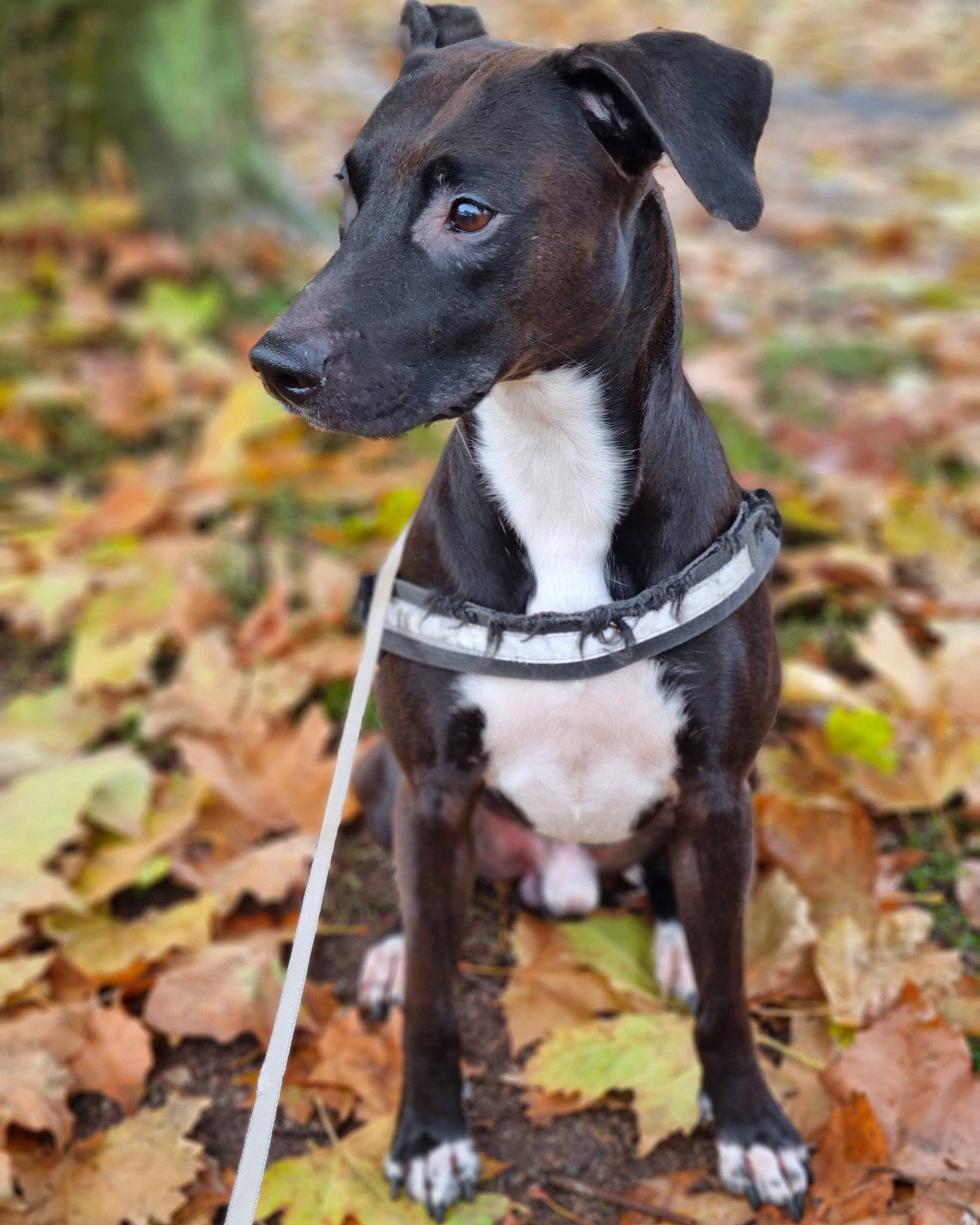 Zayron participe au concours pour gagner de l'argent avec cette photo : canidae, carnivore, collar, companion_dog, dog, dog_breed, dog_collar, dog_supply, eye, fawn, leash, liver, non_sporting_group, pet_supply, rampur_greyhound, sporting_group, terrestrial_animal, whiskers, working_animal, working_dog