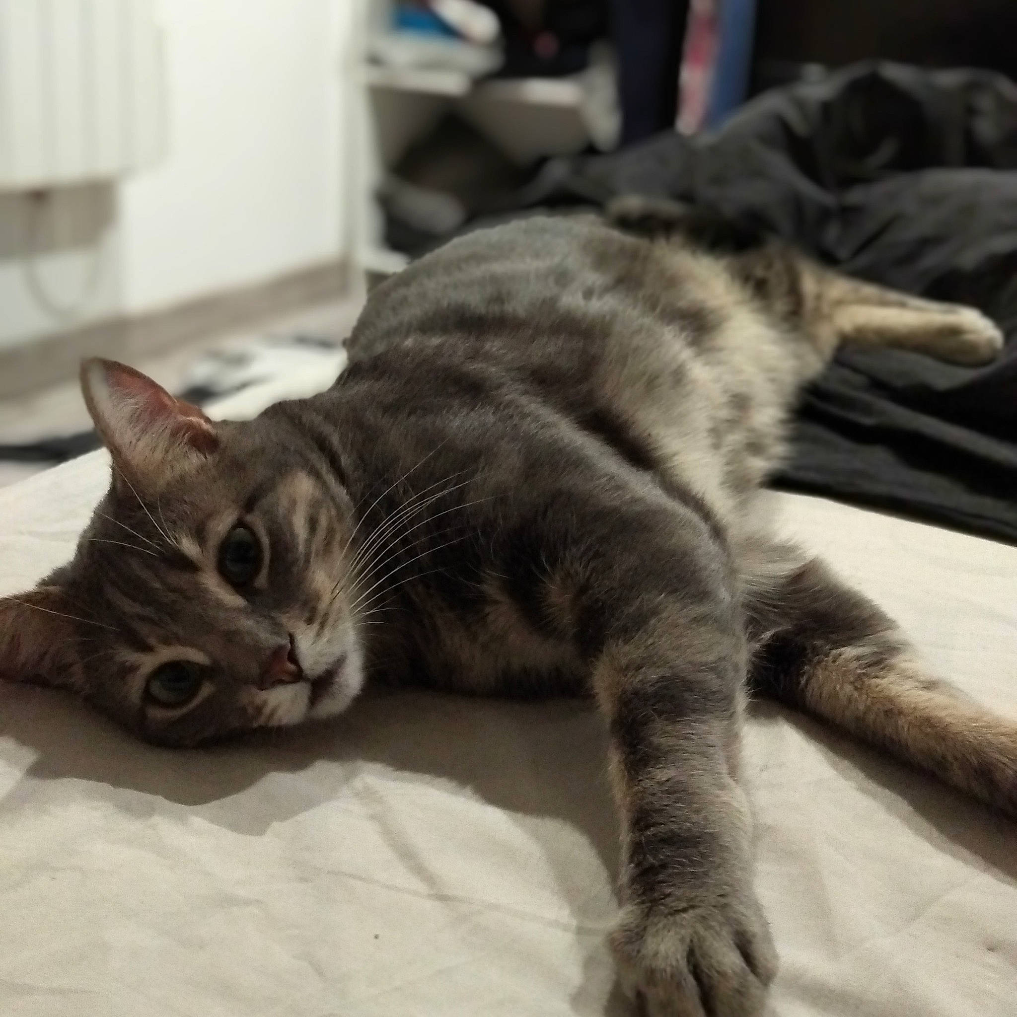 Hélios a rejoint le concours — aidez-le/la à gagner de superbes lots ! carnivore, cat, claw, comfort, domestic_short_haired_cat, felidae, fur, grey, metal, nap, paw, small_to_medium_sized_cats, snout, tail, whiskers