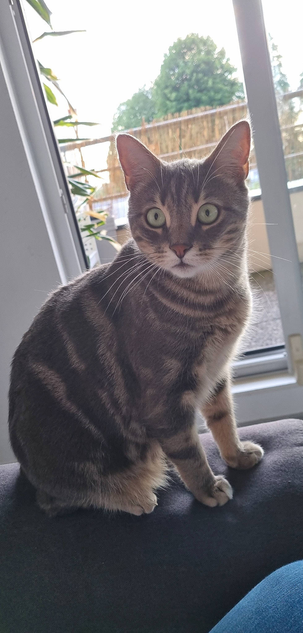 Hélios a rejoint le concours — aidez-le/la à gagner de superbes lots ! carnivore, cat, domestic_short_haired_cat, felidae, fur, paw, sitting, small_to_medium_sized_cats, snout, tail, terrestrial_animal, whiskers, window