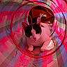 cat, kitten, black_and_white, animal, pet, feline, sitting, indoors, tunnel, play_tunnel, fabric, colorful, striped, pink, blue, red, portrait, closeup, eyes, whiskers