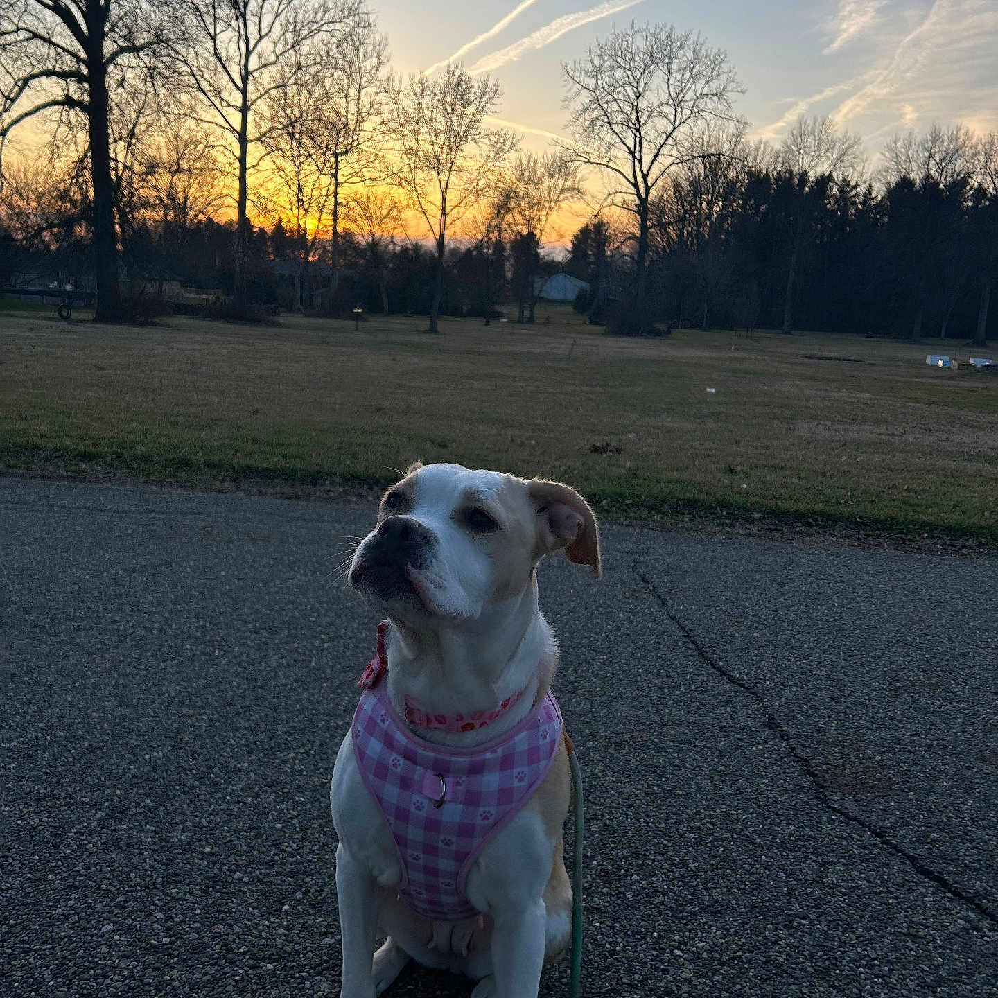 Ellie is registered to the contest to win money with this photo: accessories, animal, canine, dog, grass, hound, leash, nature, outdoors, person, pet, plant, road, sky, strap, sunlight, sunset, tarmac, tree, vegetation
