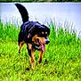 dog, grass, lake, water, outdoor, nature, animal, canine, tongue_out, happy, greenery, summer, playful, field, pet, fur, tail, muzzle, walking, daytime