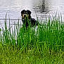 dog, water, grass, lake, nature, outdoor, animal, green, ripples, pond, wildlife, canine, wet, summer, reflection, scenery, quiet, peaceful, vegetation, daytime