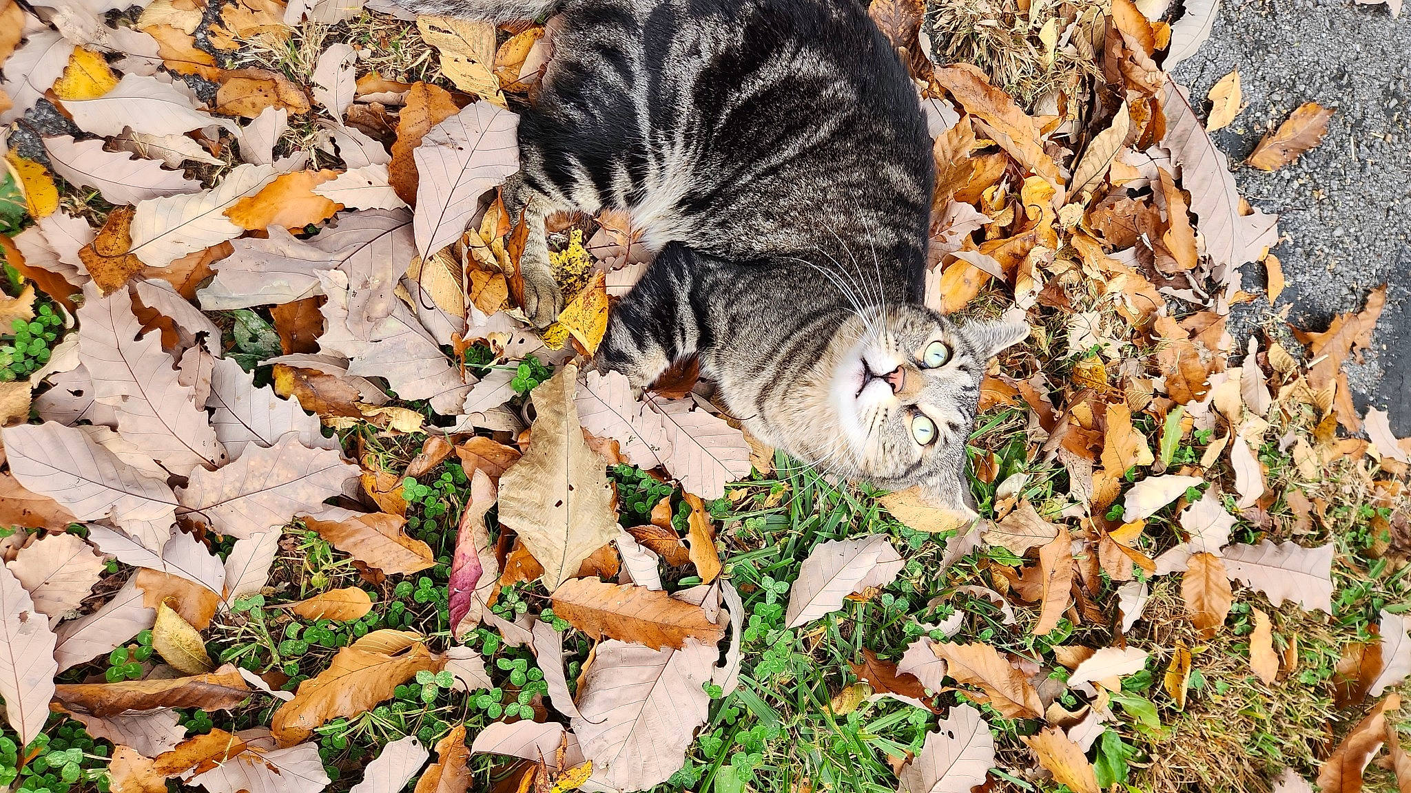 Milka joined the competition — help win amazing prizes! carnivore, cat, deciduous, domestic_short_haired_cat, fawn, felidae, fur, grass, groundcover, leaf, organism, plant, small_to_medium_sized_cats, soil, tail, terrestrial_animal, tree, whiskers, wildlife, wood