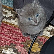 Jaffar a rejoint le concours — aidez-le/la à gagner de superbes lots ! kitten, cat, gray_fur, blue_eyes, animal, pet, portrait, cute, sitting, indoors, rug, carpet, chair, cable, floor, whiskers, ears, small, fluffy, photography