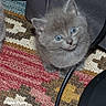 kitten, cat, gray_fur, blue_eyes, animal, pet, portrait, cute, sitting, indoors, rug, carpet, chair, cable, floor, whiskers, ears, small, fluffy, photography