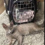 Jaffar a rejoint le concours — aidez-le/la à gagner de superbes lots ! cat, kitten, gray_cat, pet, animal, lying_down, fluffy, fur, yellow_eyes, indoor, pet_carrier, crate, rug, carpet, home, relaxed, cute, whiskers, ears, photography