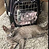 cat, kitten, gray_cat, pet, animal, lying_down, fluffy, fur, yellow_eyes, indoor, pet_carrier, crate, rug, carpet, home, relaxed, cute, whiskers, ears, photography
