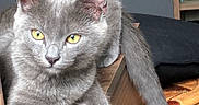 Jaffar participe au concours pour gagner de l'argent avec cette photo : cat, gray_cat, pet, animal, feline, fur, whiskers, ears, tail, paws, yellow_eyes, sitting, lounging, indoor, wooden_table, furniture, television, carpet, portrait, closeup
