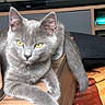 Jaffar participe au concours pour gagner de l'argent avec cette photo : cat, gray_cat, pet, animal, feline, fur, whiskers, ears, tail, paws, yellow_eyes, sitting, lounging, indoor, wooden_table, furniture, television, carpet, portrait, closeup