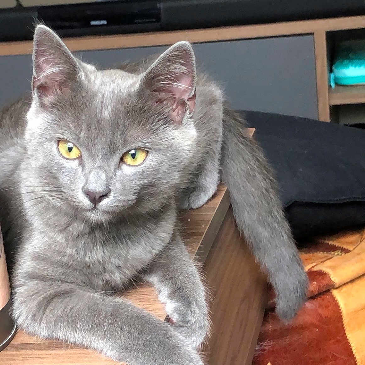 Jaffar participe au concours pour gagner de l'argent avec cette photo : cat, gray_cat, pet, animal, feline, fur, whiskers, ears, tail, paws, yellow_eyes, sitting, lounging, indoor, wooden_table, furniture, television, carpet, portrait, closeup