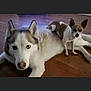 dog, husky, small_dog, pet, animal, floor, wooden_floor, indoor, lying_down, companion, friendship, brown_and_white, fur, ears, cute, domestic_animal, canine, relaxing, two_animals, close