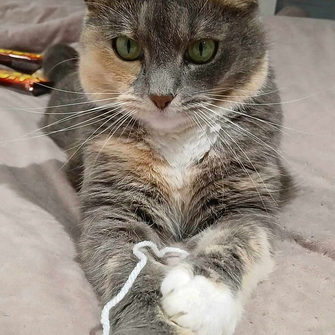 Sushi participe au concours pour gagner de l'argent avec cette photo : abyssinian, accessories, angora, animal, blanket, cat, computerhardware, couch, doctor, electronics, furniture, hardware, hook, kitten, manx, mouse, person, pet, sleeping, strap