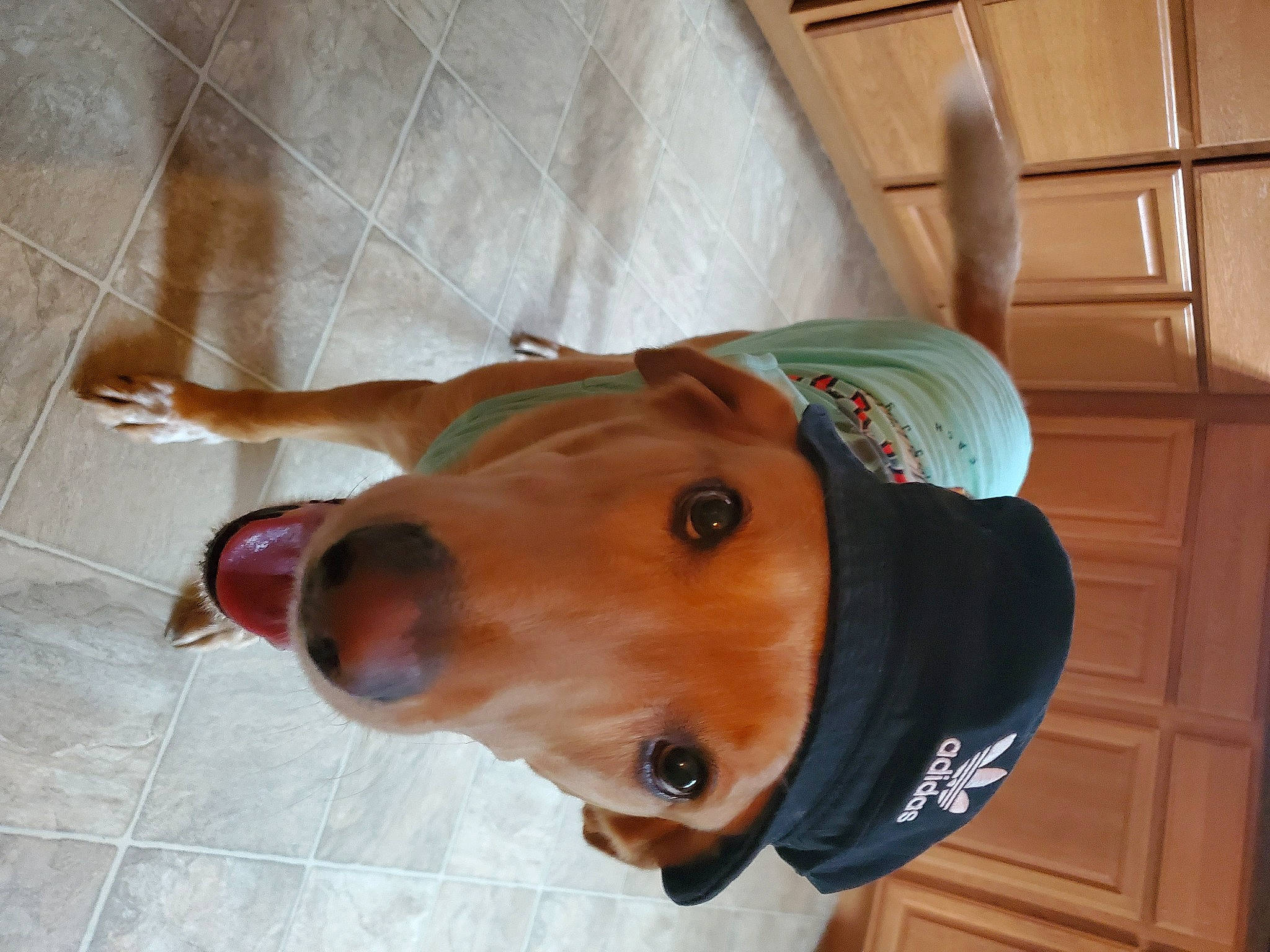 Jaxx is registered to the contest to win money with this photo: canidae, carnivore, collar, companion_dog, dog, dog_breed, dog_supply, ear, fawn, flooring, hardwood, jaw, liver, non_sporting_group, personal_protective_equipment, pet_supply, snout, sporting_group, wood, working_animal