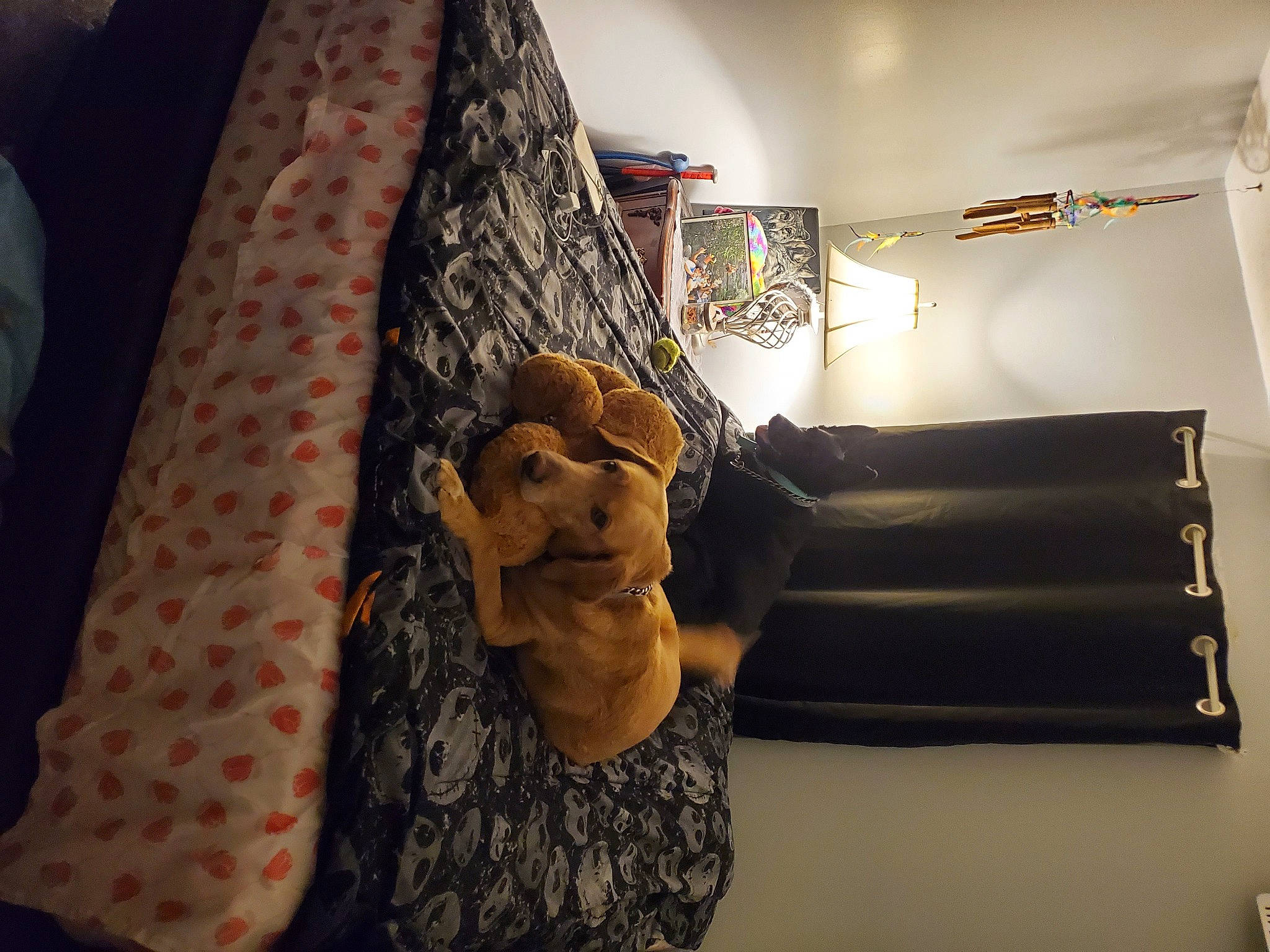 Jaxx is registered to the contest to win money with this photo: art, building, ceiling, comfort, couch, eyewear, flooring, fun, fur, interior_design, linens, living_room, pattern, picture_frame, plaster, room, textile, toy, visual_arts, wood