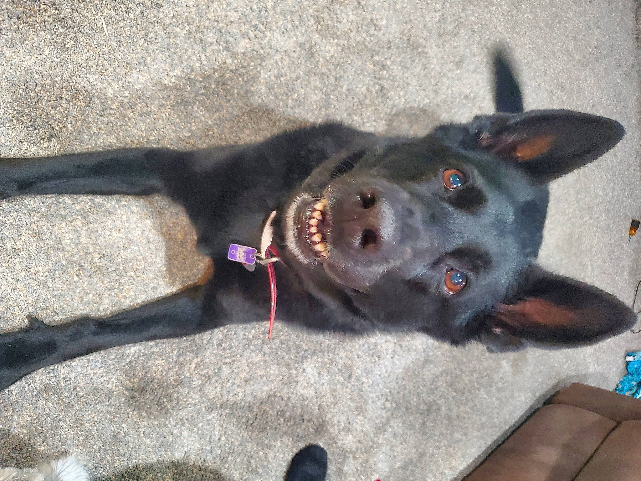 Xeena joined the competition — help win amazing prizes! borador, canidae, carnivore, collar, companion_dog, dog, dog_breed, dog_collar, dog_supply, fashion_accessory, fawn, fur, leash, paw, pet_supply, snout, tail, whiskers, working_animal, working_dog