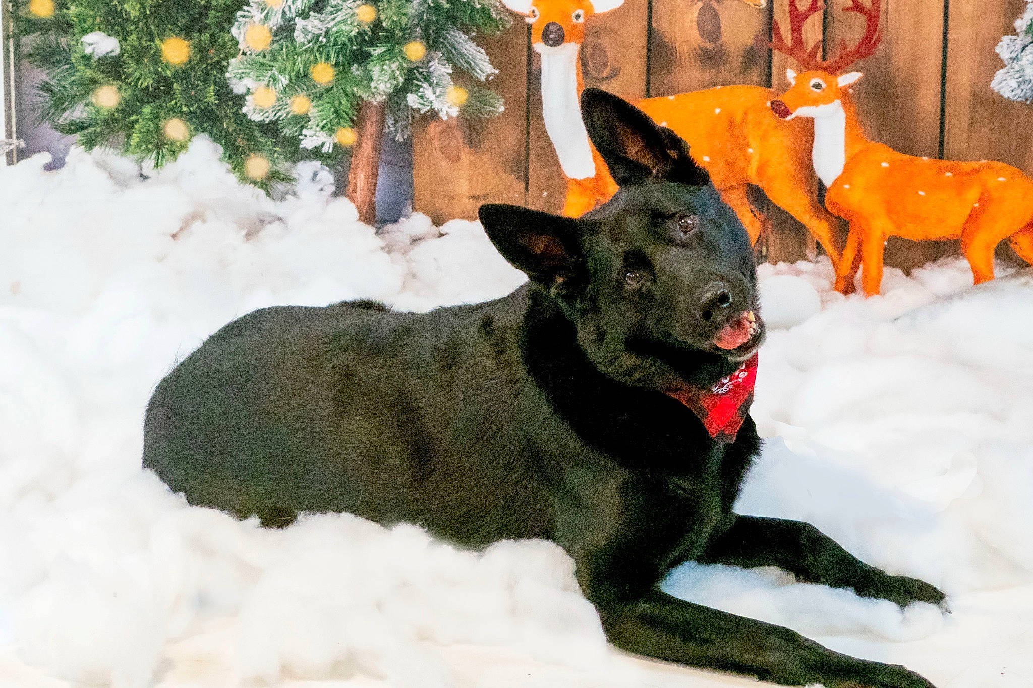 Xeena joined the competition — help win amazing prizes! canidae, carnivore, collar, companion_dog, dog, dog_breed, dog_collar, dog_supply, event, fawn, freezing, plant, snout, snow, sporting_group, tail, tree, window, winter, working_animal
