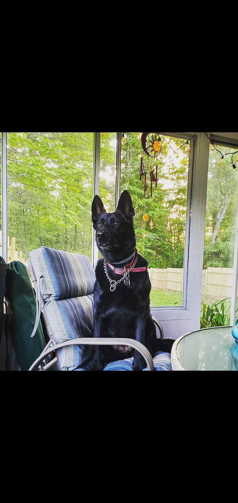 Xeena joined the competition — help win amazing prizes! carnivore, chair, collar, comfort, companion_dog, dog, dog_breed, dog_collar, fawn, felidae, grass, house, shade, small_to_medium_sized_cats, snout, tints_and_shades, tree, whiskers, window, working_animal