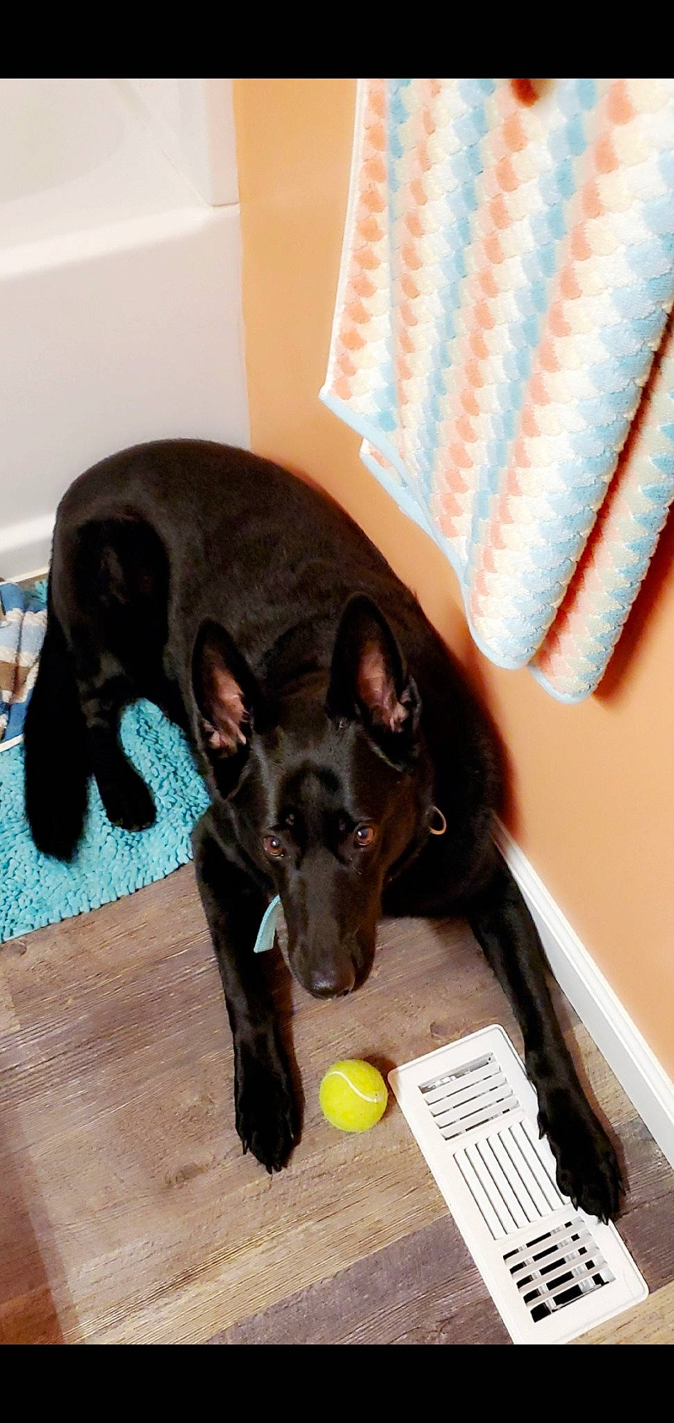 Xeena is registered to the contest to win money with this photo: canidae, carnivore, collar, comfort, companion_dog, dog, dog_breed, dog_supply, ear, fawn, flooring, liver, pet_supply, snout, sporting_group, toy_dog, whiskers, window_blind, window_covering, working_animal