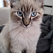 Sam is registered to the contest to win money with this photo: abyssinian, angora, animal, cat, couch, furniture, kitten, manx, pet, siamese