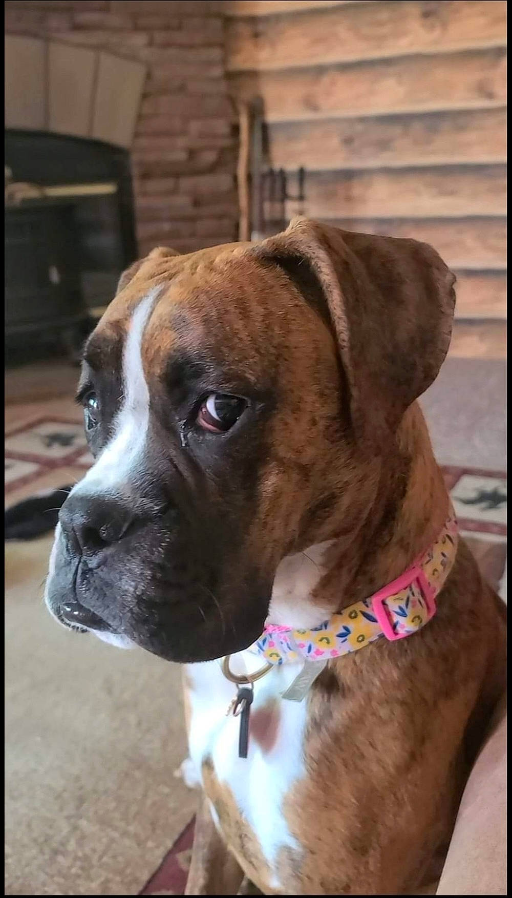 Cheddar is registered to the contest to win money with this photo: boxer, carnivore, collar, companion_dog, dog, dog_breed, dog_collar, dog_supply, fawn, giant_dog_breed, leash, liver, pet_supply, snout, sporting_group, whiskers, window, working_animal, working_dog, wrinkle
