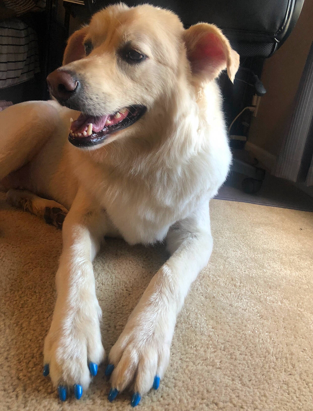 Greg Wilkerson is registered to the contest to win money with this photo: canaan_dog, canidae, carnivore, carolina_dog, companion_dog, dog, dog_breed, fawn, mammal, paw, rare_breed_dog, small_greek_domestic_dog, snout, sporting_group, vertebrate, whiskers