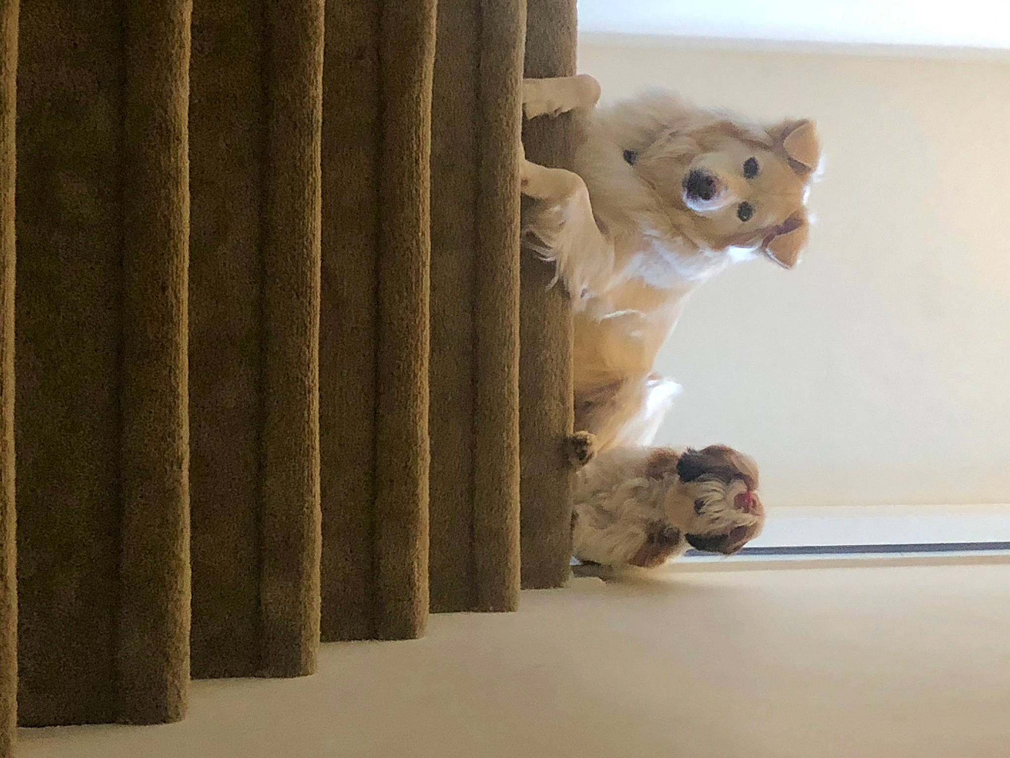 Greg Wilkerson is registered to the contest to win money with this photo: canidae, carnivore, companion_dog, dog, dog_breed, fawn, felidae, interior_design, lion, puppy