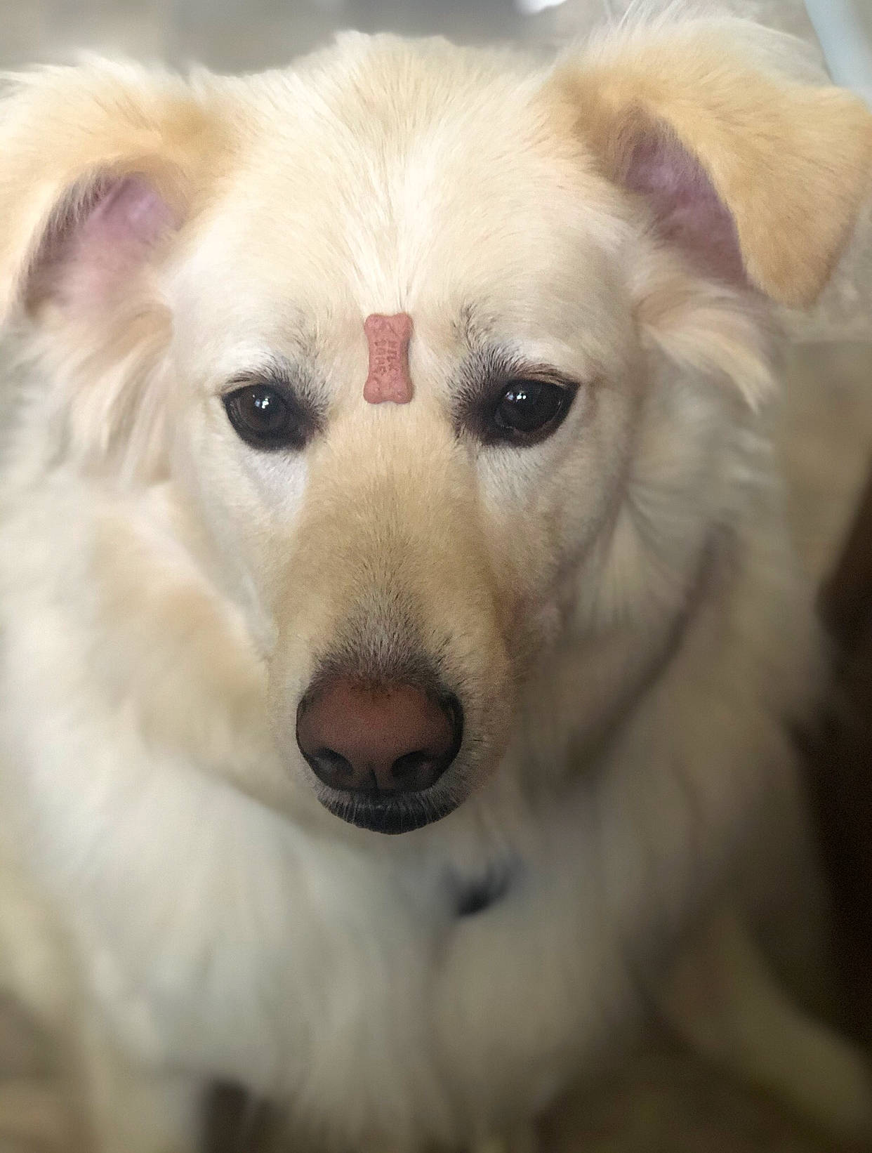 Greg Wilkerson is registered to the contest to win money with this photo: american_eskimo_dog, ancient_dog_breeds, berger_blanc_suisse, canidae, carnivore, companion_dog, dog, dog_breed, eye, great_pyrenees, kintamani, mammal, nose, puppy, rare_breed_dog, samoyed, snout, vertebrate, whiskers