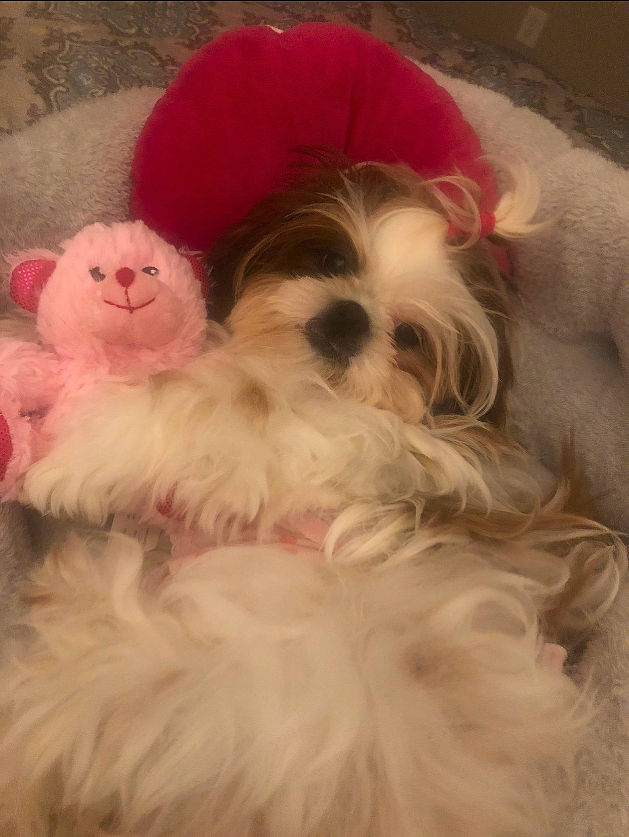 Bella Wilkerson is registered to the contest to win money with this photo: bolonka, canidae, carnivore, chinese_imperial_dog, companion_dog, dog, dog_breed, kyi_leo, mal_shi, maltepoo, maltese, mammal, pekapoo, puppy, puppy_love, rare_breed_dog, shih_tzu, snout, toy_dog, vertebrate