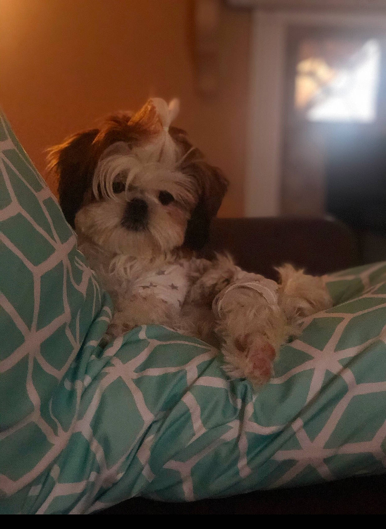 Bella Wilkerson is registered to the contest to win money with this photo: bolonka, canidae, carnivore, cavachon, cavapoo, chinese_imperial_dog, cockapoo, companion_dog, dog, dog_breed, lhasa_apso, maltepoo, mammal, morkie, puppy, schnoodle, shih_tzu, snout, toy_dog, vertebrate