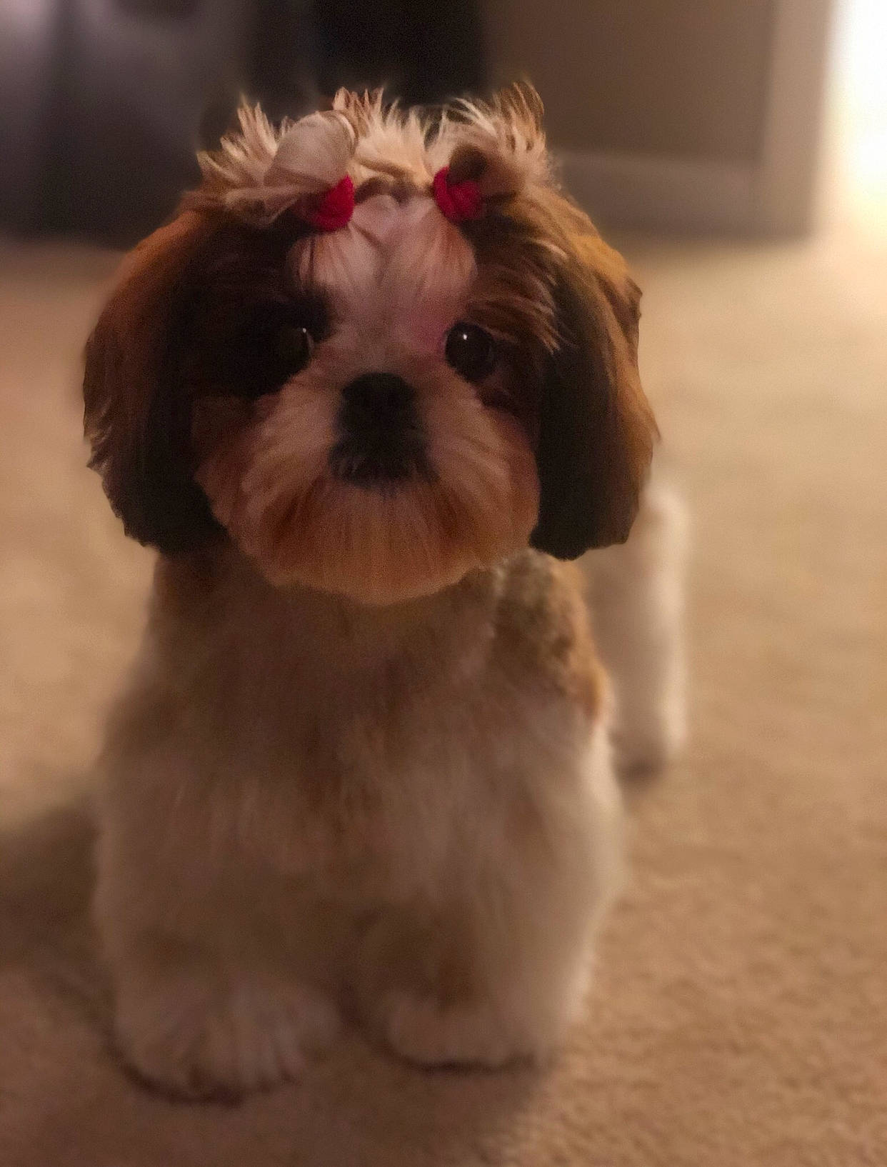 Bella Wilkerson is registered to the contest to win money with this photo: bolonka, canidae, carnivore, cavachon, chinese_imperial_dog, companion_dog, dog, dog_breed, kyi_leo, lhasa_apso, mal_shi, maltepoo, mammal, morkie, pekapoo, puppy, shih_poo, shih_tzu, snout, vertebrate