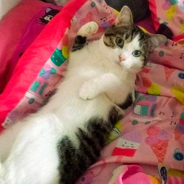 Milo a rejoint le concours — aidez-le/la à gagner de superbes lots ! animal, bed, bedroom, blanket, cat, couch, cushion, face, furniture, head, homedecor, indoors, kitten, person, pet, photography, portrait, quilt, room, sleeping